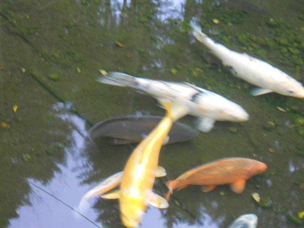 Auberge Du Saut Des Cuves Xonrupt-Longemer Buitenkant foto